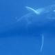 Image for article titled How To Photograph Siberian Tigers, California Forests Dying, New Whale Species: What’s New Outside